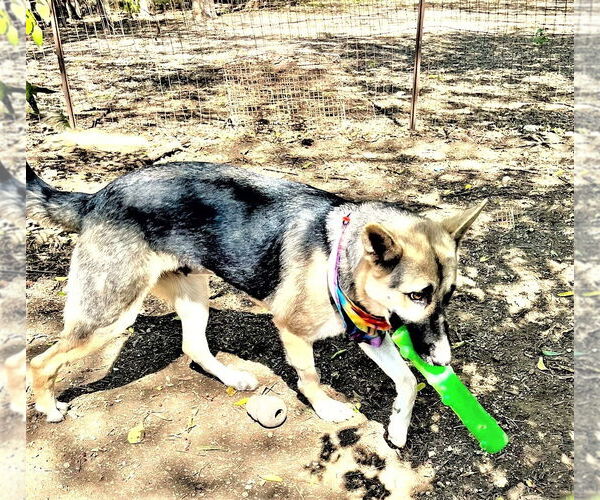 Medium Photo #5 German Shepherd Dog-Unknown Mix Puppy For Sale in Godley, TX, USA
