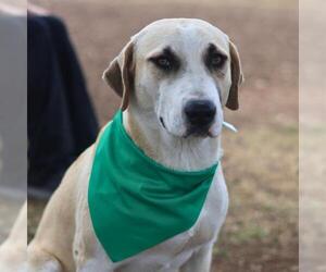 Labrador Retriever-Unknown Mix Dogs for adoption in San Antonio, TX, USA