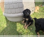 Litter of 3 - Male Poodle (Miniature)Litter of Puppies for Sale - Small photo