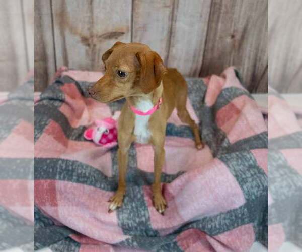 Medium Photo #5 Dachshund-Italian Greyhound Mix Puppy For Sale in Kennesaw, GA, USA
