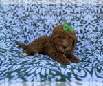 Small #6 Cavapoo (Miniature)