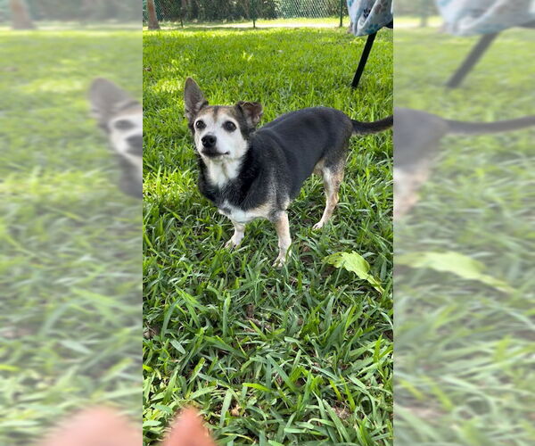 Medium Photo #10 Chihuahua-Unknown Mix Puppy For Sale in Weston, FL, USA