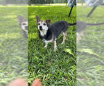 Small #9 Chihuahua Mix