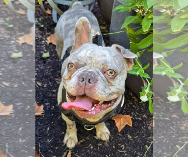 Medium Photo #1 Bulldog-Unknown Mix Puppy For Sale in Germantown, OH, USA