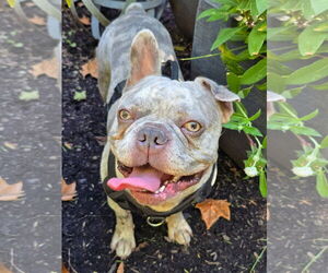 Bulldog-Unknown Mix Dogs for adoption in Germantown, OH, USA