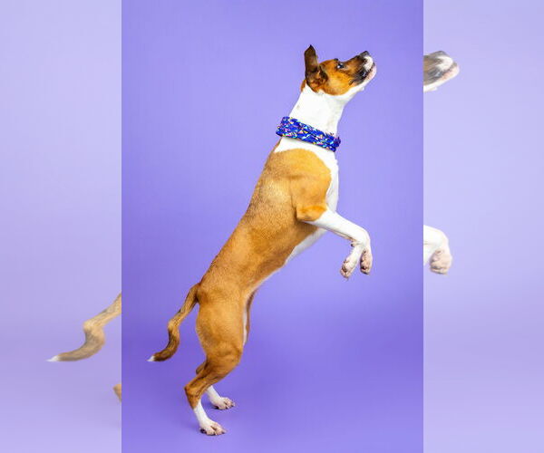 Medium Photo #6 American Staffordshire Terrier-Unknown Mix Puppy For Sale in Berkeley, CA, USA