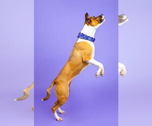 Arcee - Female American Staffordshire Terrier-Unknown Mix Dog for Adoption - Photo #6