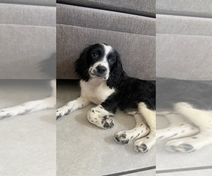 English Springer Spaniel Puppy for sale in FALLBROOK, CA, USA