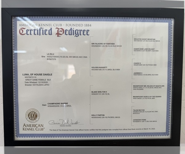 Medium Photo #9 Great Dane Puppy For Sale in MARICOPA, AZ, USA