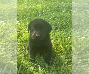 Medium Labrador Retriever