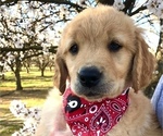 Puppy 2 Golden Retriever