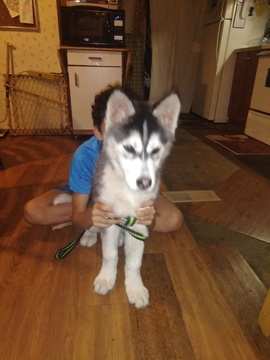 Medium Photo #1 Alaskan Husky Puppy For Sale in DALLAS, TX, USA