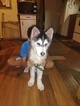 Small Photo #1 Alaskan Husky Puppy For Sale in DALLAS, TX, USA
