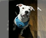 Small Photo #18 American Staffordshire Terrier-Unknown Mix Puppy For Sale in Wenonah, NJ, USA