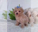 Small #3 Bichpoo