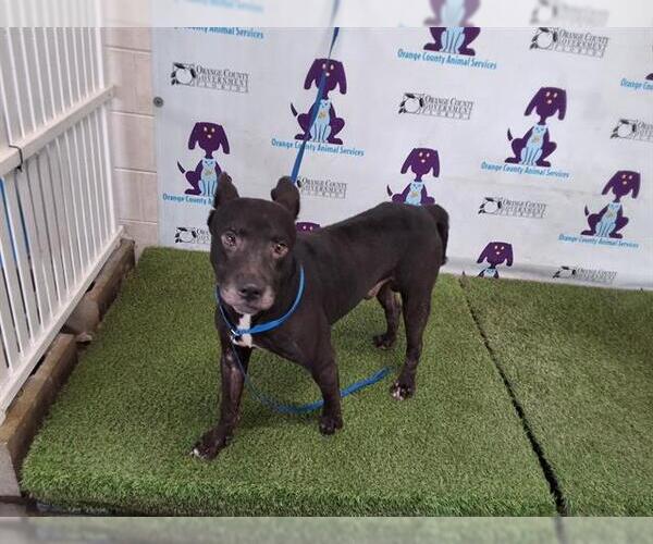 Medium Photo #1 American Pit Bull Terrier-Labrador Retriever Mix Puppy For Sale in Orlando, FL, USA
