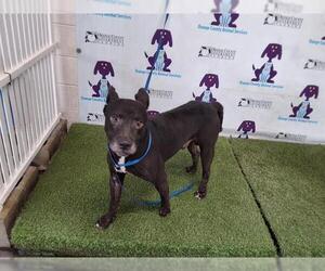 American Pit Bull Terrier-Labrador Retriever Mix Dogs for adoption in Orlando, FL, USA