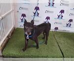 Small American Pit Bull Terrier-Labrador Retriever Mix