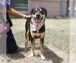 Labrador Retriever-Unknown Mix Dogs for adoption in San Antonio, TX, USA