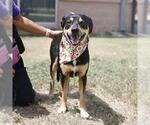 Small Labrador Retriever Mix