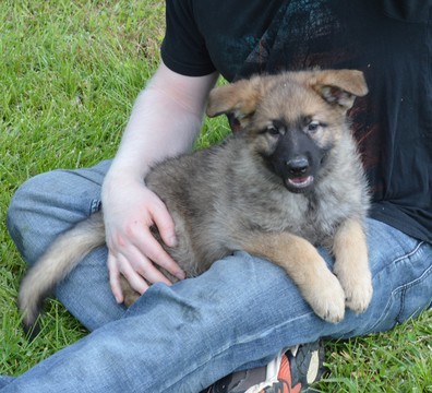 Medium Photo #1 German Shepherd Dog Puppy For Sale in ALLIANCE, OH, USA