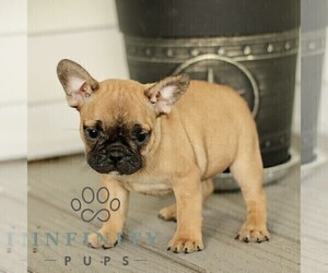 French Bulldog Puppy for sale in RONKS, PA, USA