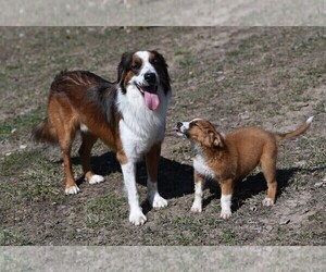 Father of the English Shepherd puppies born on 01/25/2021