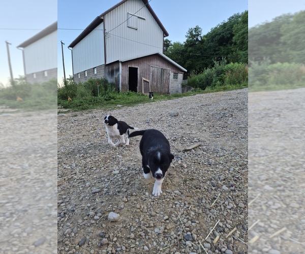 Medium Photo #9 Border Collie Puppy For Sale in PORTAGE, WI, USA