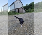 Small #8 Border Collie