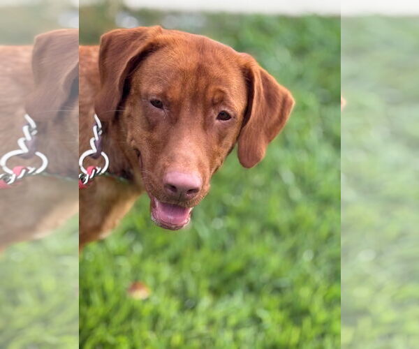 Medium Photo #1 Labralas Puppy For Sale in Attalka, AL, USA