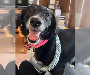 Border-Aussie Dogs for adoption in Mount Laurel, NJ, USA