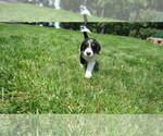 Small #4 Bernedoodle
