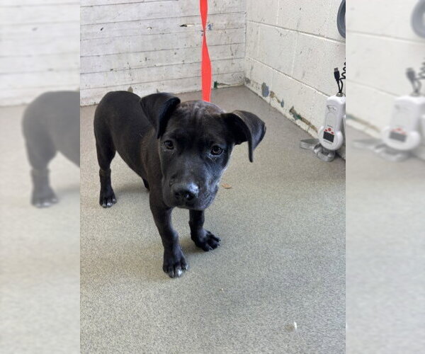 Medium Photo #1 Mutt Puppy For Sale in San Bernardino, CA, USA