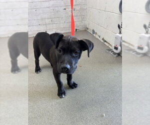 Mutt Dogs for adoption in San Bernardino, CA, USA