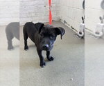 Small Mutt
