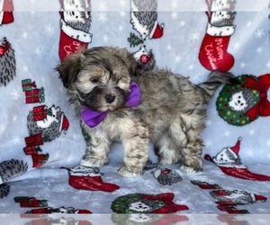 Havanese Puppy for sale in LANCASTER, PA, USA