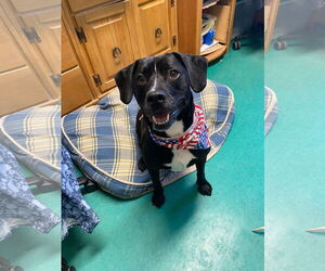 Labbe Dogs for adoption in Bridgewater, NJ, USA