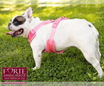 Small #5 French Bulldog