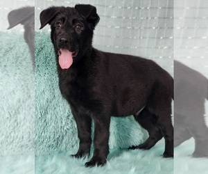 German Shepherd Dog Puppy for sale in WARREN, MA, USA