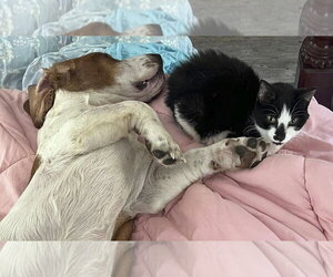 CARTER - Male Basset Hound Dog for Adoption - Photo #2