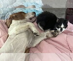 Small Photo #2 Basset Hound Puppy For Sale in Deepwater, NJ, USA