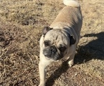 Small Photo #1 Pug Puppy For Sale in HEREFORD, AZ, USA