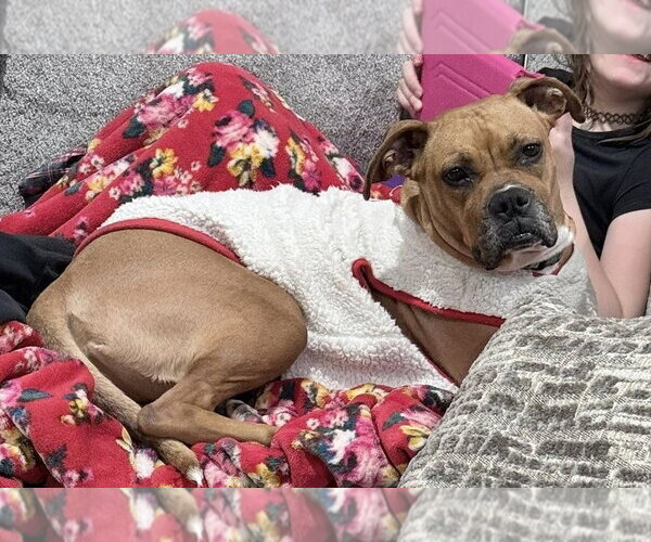 Medium Photo #1 Boxer Puppy For Sale in Burnsville, MN, USA