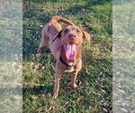 Small #2 Labrador Retriever Mix
