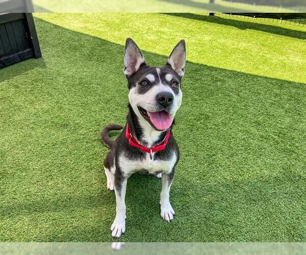Medium Photo #2 Siberian Husky-Unknown Mix Puppy For Sale in Orange, CA, USA