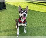 Small #1 Siberian Husky Mix