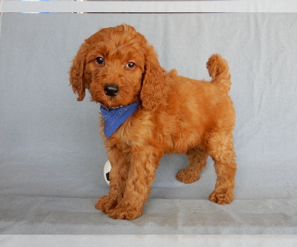 Medium Photo #6 Goldendoodle Puppy For Sale in MILLERSBURG, OH, USA
