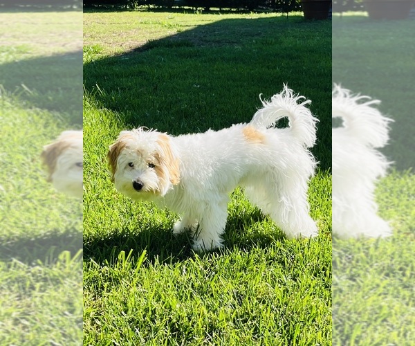 Medium Photo #1 Poodle (Miniature) Puppy For Sale in SUFFOLK, VA, USA