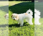 Small Poodle (Miniature)