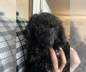 Poodle (Toy) Puppy for sale in SILER CITY, NC, USA